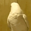 giphy (45).gif